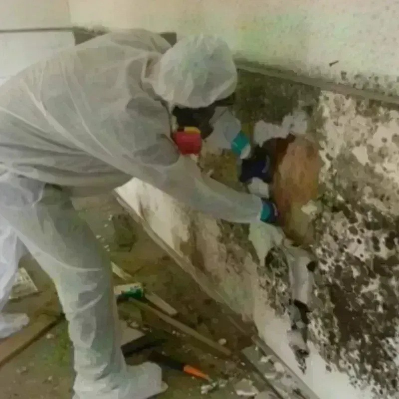 Mold Remediation and Removal in Minooka, IL